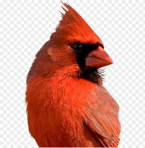 cardinal bird - red cardinal birds face PNG images with alpha transparency diverse set