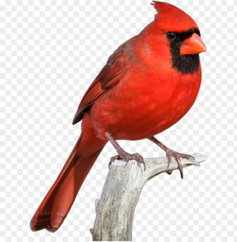 cardinal bird svg free download - red cardinal transparent PNG images with alpha transparency wide selection