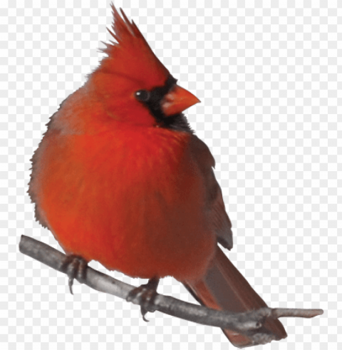 cardinal - red birds quotes PNG transparent elements complete package