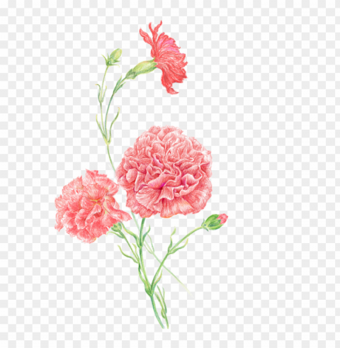 Carnation Clip Art Women Flower Pink for Mothers Day Isolated Item with HighResolution Transparent PNG