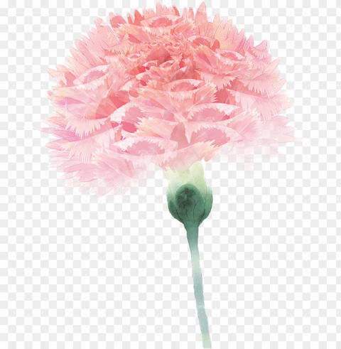 Carnation Flower Floral Design Pink for Mothers Day Isolated Icon with Clear Background PNG