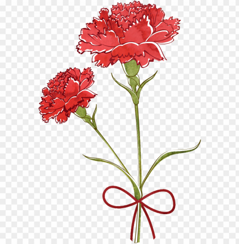 carnation watercolor PNG for overlays