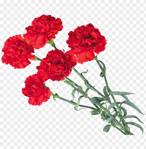 carnations - red carnation of a carnatio Transparent PNG images for digital art