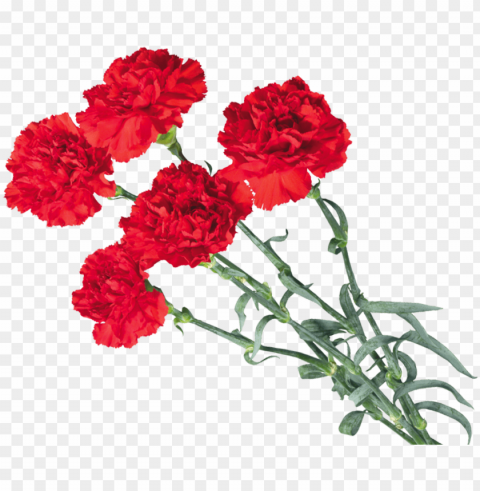 carnations - red carnation of a carnatio Transparent PNG images for digital art PNG transparent with Clear Background ID 93a99dc0