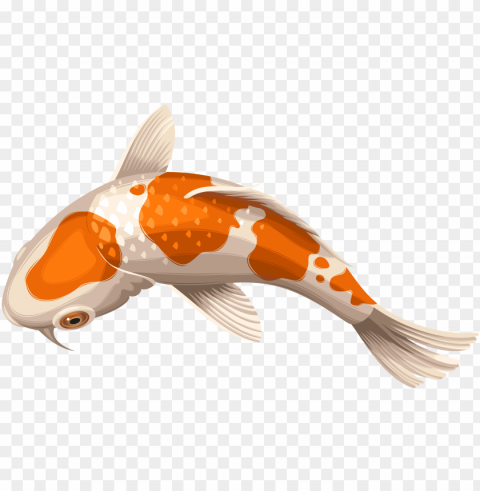 carp drawing coy fish - koi fish transparent Isolated Item on Clear Background PNG