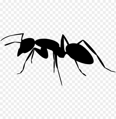 carpenter ant insect silhouette - ant silhouette ClearCut PNG Isolated Graphic