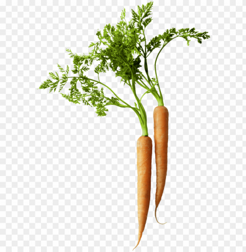 carrot HighQuality Transparent PNG Isolated Graphic Element