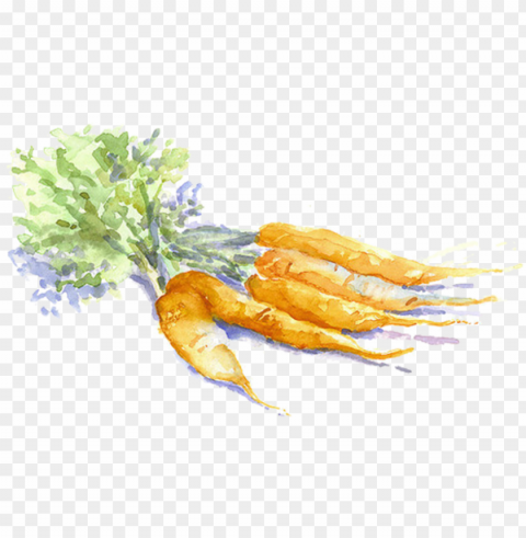 carrot drawing vegetable painting - carrot watercolor kiss Isolated PNG Element with Clear Transparency