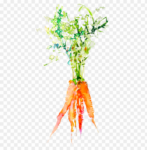 carrots watercolor vector black and white - watercolor veggies PNG clear background