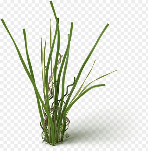 carson cluster - grass PNG transparency