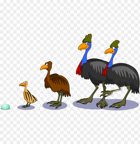 cartoon animals black and white pictures - southern cassowary life cycle of a cassowary Clear Background PNG Isolation