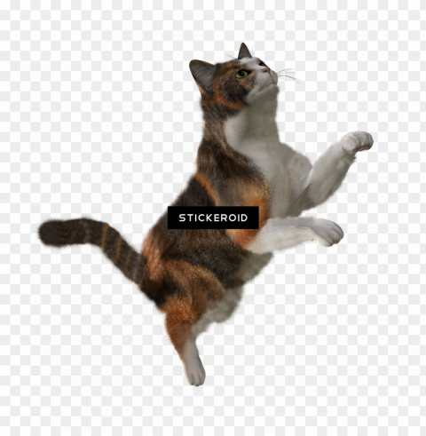 cat HighQuality Transparent PNG Isolation