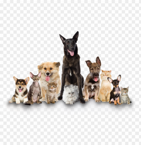 cat and dog no background pluspng - the shelters 2017 PNG files with clear backdrop assortment