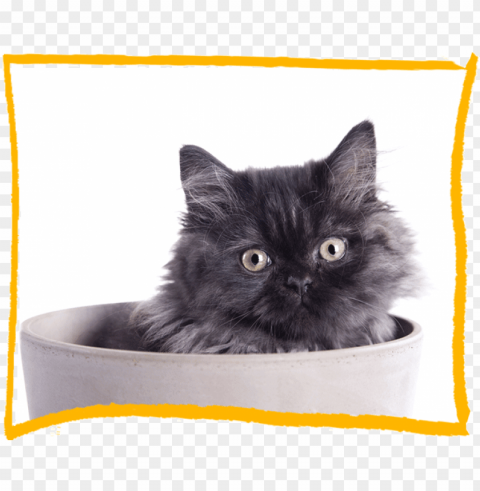 cat discovery longhair - domestic long-haired cat PNG cutout PNG transparent with Clear Background ID d444c020