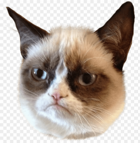cat face - grumpy cat Isolated PNG on Transparent Background
