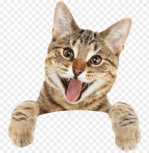 cat - happy cat royalty free PNG transparent pictures for editing