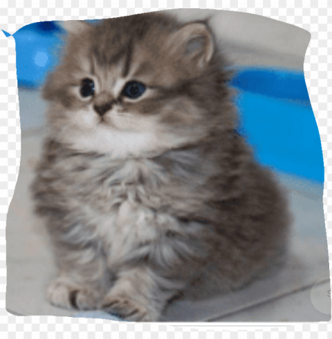 cat i want it - imagem de gato bonito s Isolated Design on Clear Transparent PNG