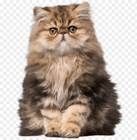 cat clip art - persian cat Free PNG images with alpha transparency comprehensive compilation