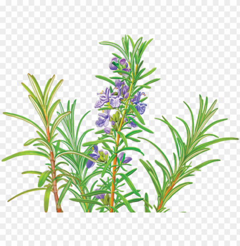 catnip drawing rosemary - alvita - organic rosemary tea - 24 tea bags Transparent PNG Isolated Object with Detail