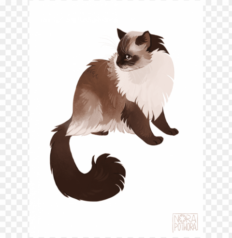 cats Clear Background Isolated PNG Graphic