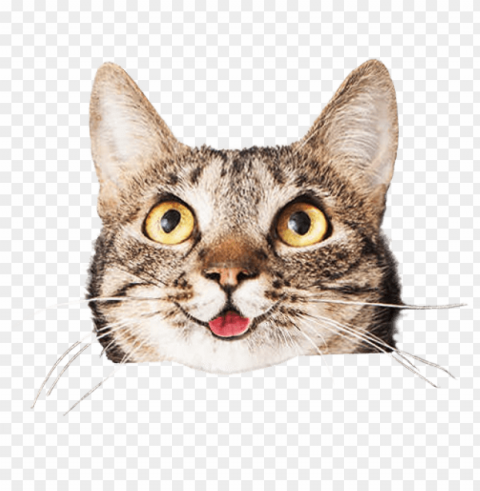 cats face stock - cat holding si Transparent PNG images for design