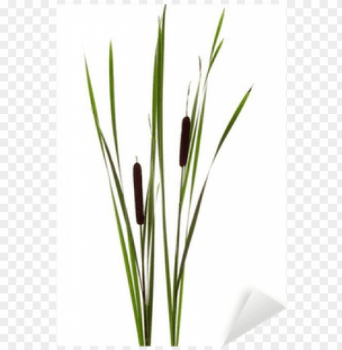 Cattails Sticker Pixers We Live To Change - Cattail Isolated Icon With Clear Background PNG