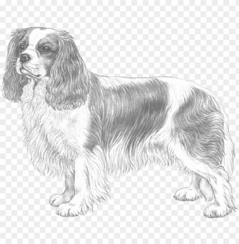 cavalier king charles spaniel PNG format