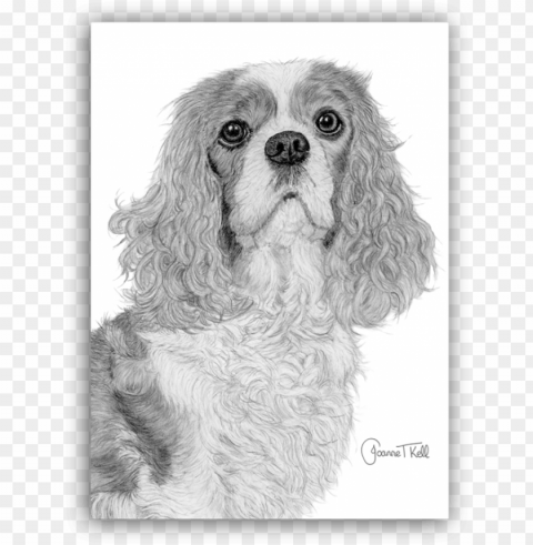 cavalier king charles spaniel blank greeting card - cavalier king charles spaniel PNG no background free PNG transparent with Clear Background ID f5411788