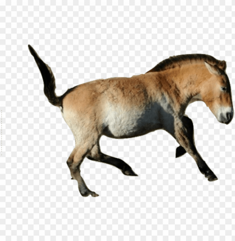 cavalos images przewalski's horse wallpaper and - horse PNG files with clear background collection