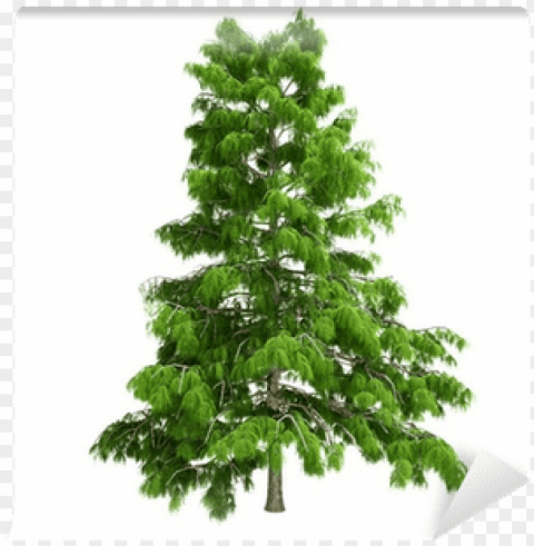 cedar tree Transparent Background Isolated PNG Icon