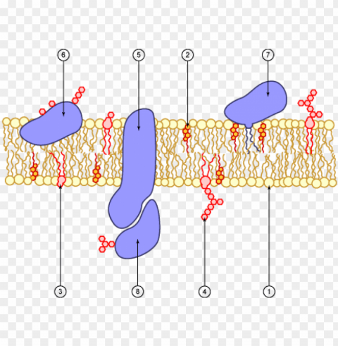 cell membrane PNG for free purposes