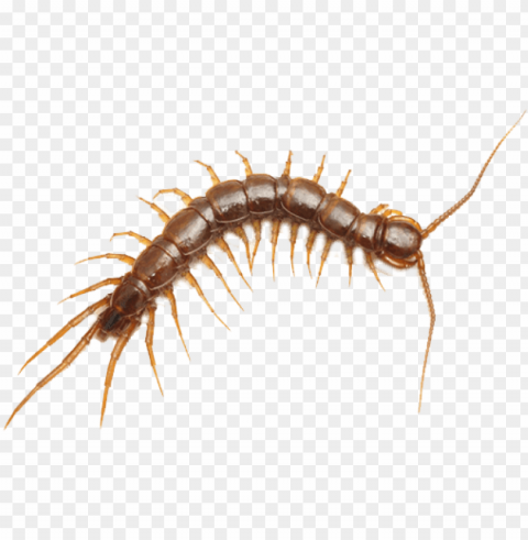 centipedes centipedes - centipede in vegina Isolated Subject on HighQuality Transparent PNG