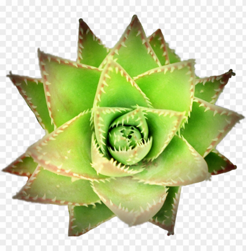 cgreen succulent succulents plant plants nature flower - succulent plant PNG images with no background needed PNG transparent with Clear Background ID 5ff071e0