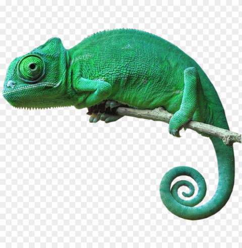 chameleon camouflage reptile lizard green freetoedit - chameleon with no background PNG transparency