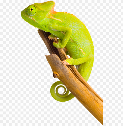 chameleon image - Хамелеон Пнг PNG images without restrictions
