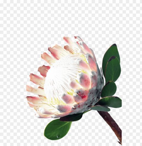 charming flower cartoon transparent - banksia Free PNG images with clear backdrop