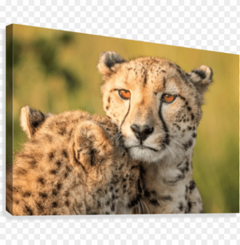 cheetah eyes Clear background PNG graphics