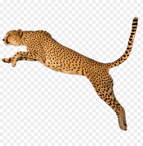cheetah running Isolated Artwork on Transparent Background PNG