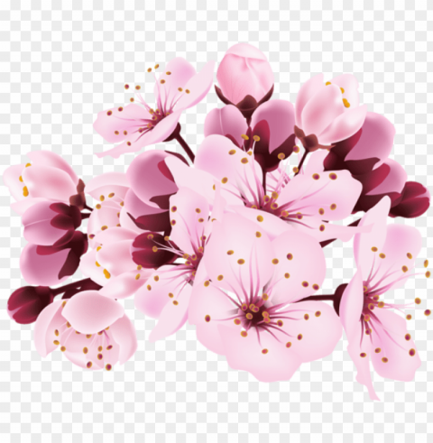 cherry blossom decorative image - cherry blossom Isolated Item with Transparent PNG Background