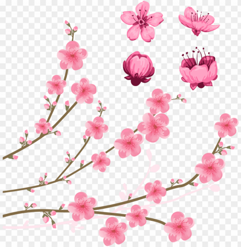 cherry blossom drawing illustration - clip art cherry blossoms PNG picture