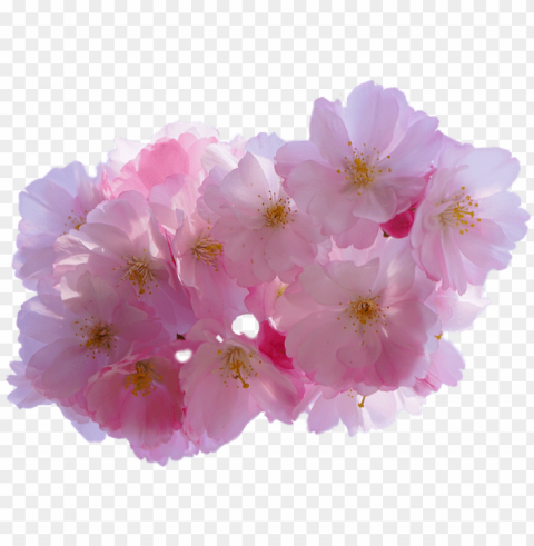 cherry blossom flower - cherry blossom Isolated Item with Transparent Background PNG