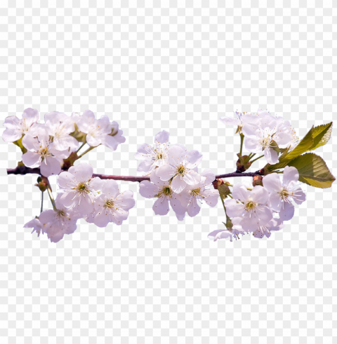 cherry blossom hd Images in PNG format with transparency