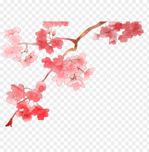 cherry blossoms PNG with clear background set