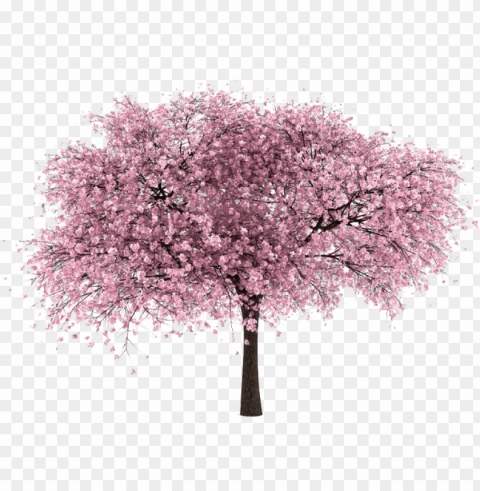 cherry tree - cherry blossom tree Isolated Subject with Clear PNG Background