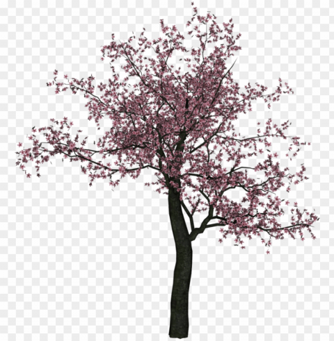 cherry tree image - cherry blossom tree Transparent PNG graphics complete archive