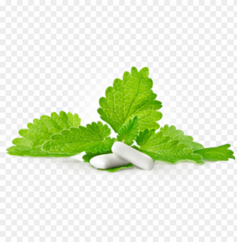chewing gum food transparent images PNG for educational use