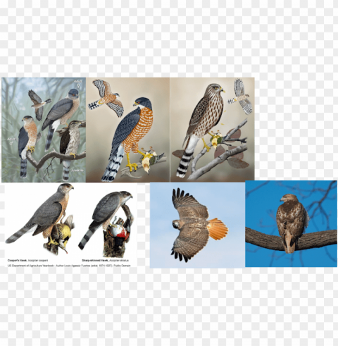 chicken hawk bird HighResolution PNG Isolated Artwork