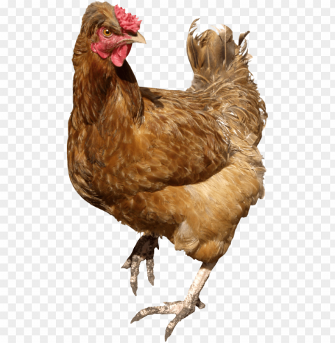 chicken meat Isolated PNG Item in HighResolution