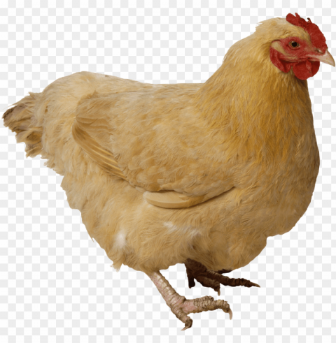 chicken meat Isolated Subject in Transparent PNG