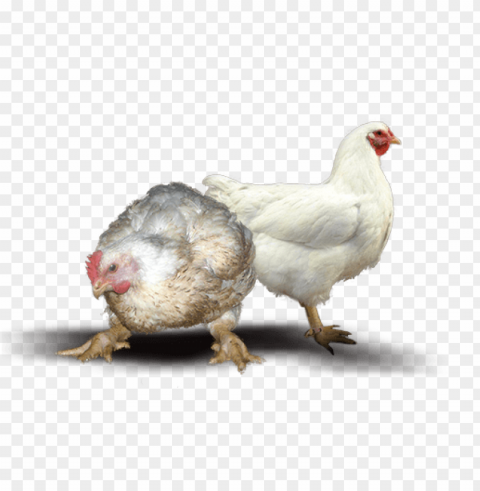 chicken meat PNG clipart with transparency